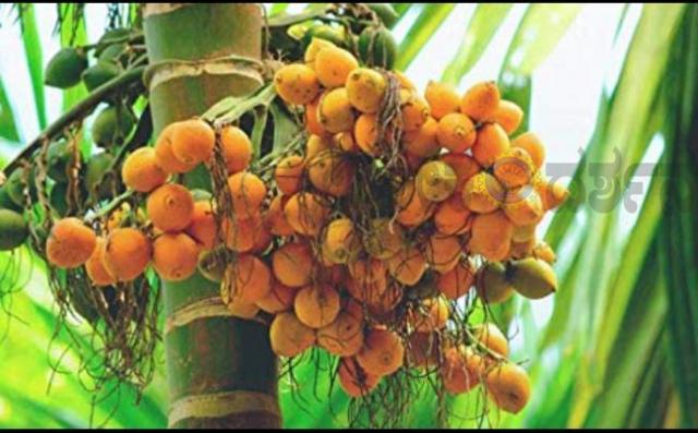 ಅಡಿಕೆಗೆ ಡ್ರಗ್ಸ್ ಪಟ್ಟ :  ಮೋದಿ ಸರ್ಕಾರ ಬೆಳೆಗಾರರ ಕ್ಷಮೆ ಯಾಚಿಸಲಿ 