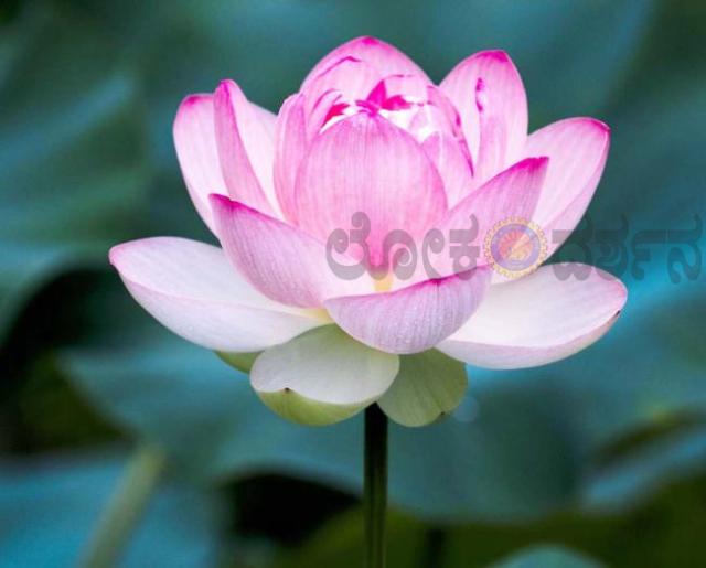 ಅರಳುವ ಹೂವಿಗೆ ನೆಪವಿಲ್ಲವೇಕೆ 