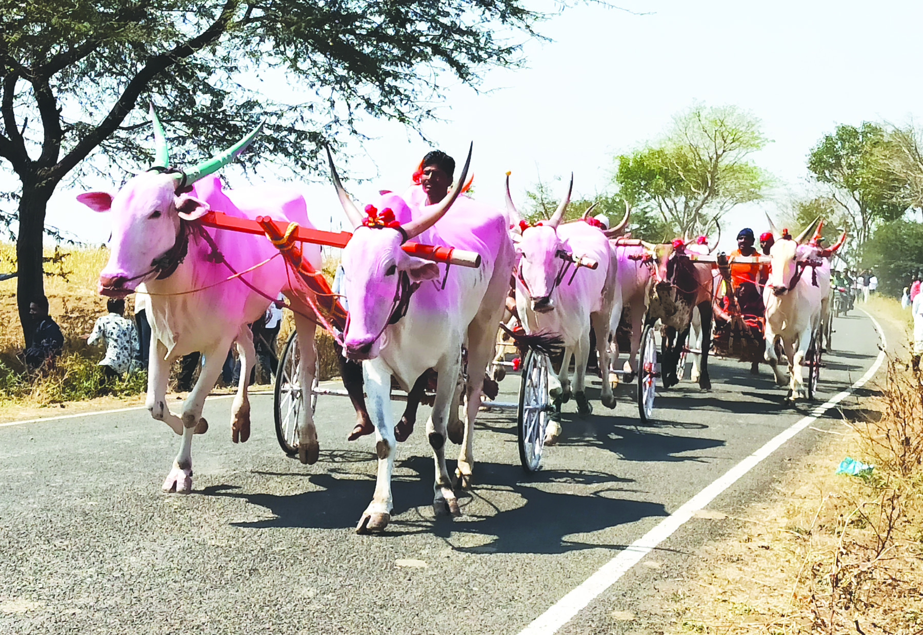 ಜನಮನ ಸೂರೆಗೊಂಡ ಜೋಡೆತ್ತಿನ ಗಾಡಿ ಶರ್ಯತ್ತು