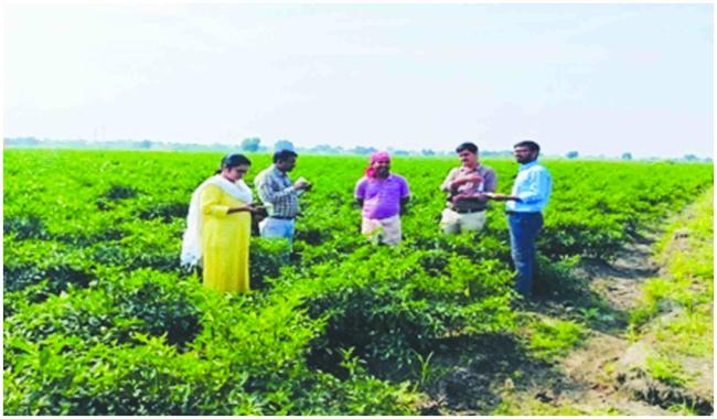 ಮೆಣಸಿನಕಾಯಿ ತಾಕುಗಳಿಗೆ ಕೃಷಿ ವಿಜ್ಞಾನ ಕೇಂದ್ರ ಹಾಗೂ ತೋಟಗಾರಿಕೆ ಅಧಿಕಾರಿಗಳ ಜಂಟಿ ಪರೀಶೀಲನೆ 
