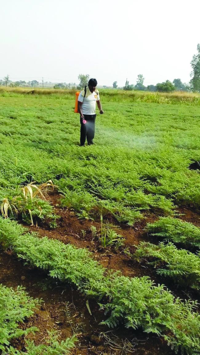 ಫೆಂಜಲ್ ಚಂಡಮಾರುತದಿಂದಾಗಿ ಮೋಡ ಕವಿದ ವಾತಾವರಣ: ಕಡಲೆ ಬೆಳೆಗೆ ಕೀಟ ಬಾಧೆ 