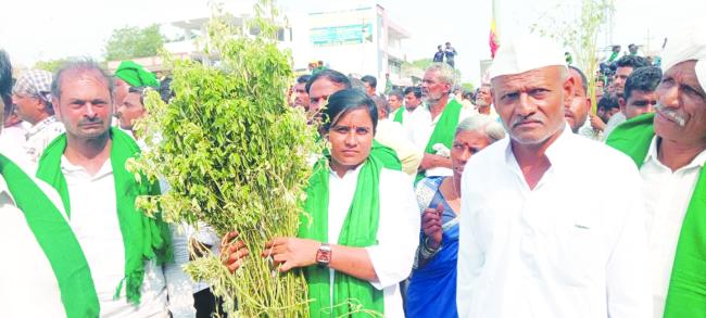 ನಾಶವಾದ ತೊಗರಿ ಬೆಳೆ 