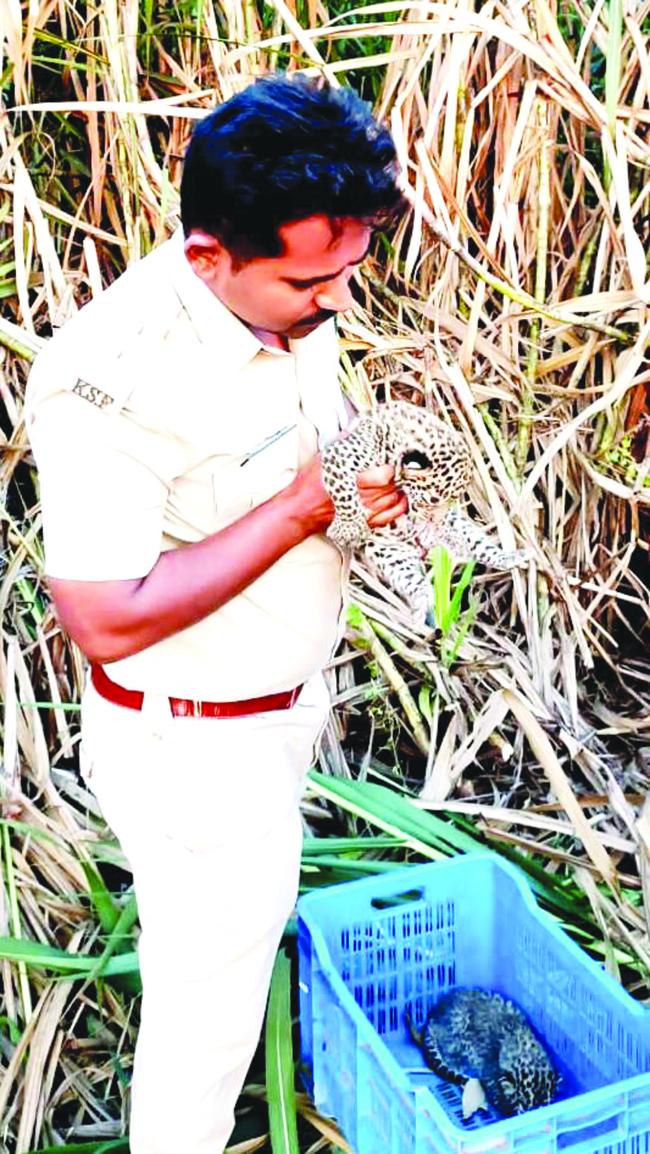 ಹೆಣ್ಣು ಮರಿ ಬಿಟ್ಟು, ಗಂಡು ಮರಿ ಒಯ್ಯಿತು ತಾಯಿ ಚಿರತೆ:  ಪ್ರಾಣಿಗಳಲ್ಲೂ ಇದೆಯೇ ಲಿಂಗ ತಾರತಮ್ಯ