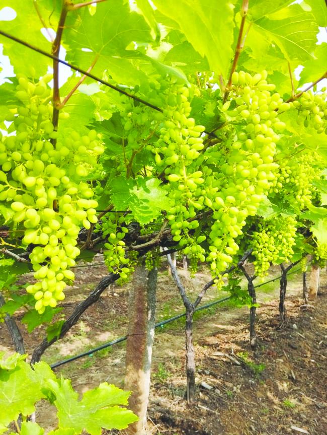 ರೈತರಿಗೆ ಆರ್ಥಿಕ ನಷ್ಟ ತಂದೊಡ್ಡಿದ ಫೆಂಗಲ್ ಚಂಡಮಾರುತ 