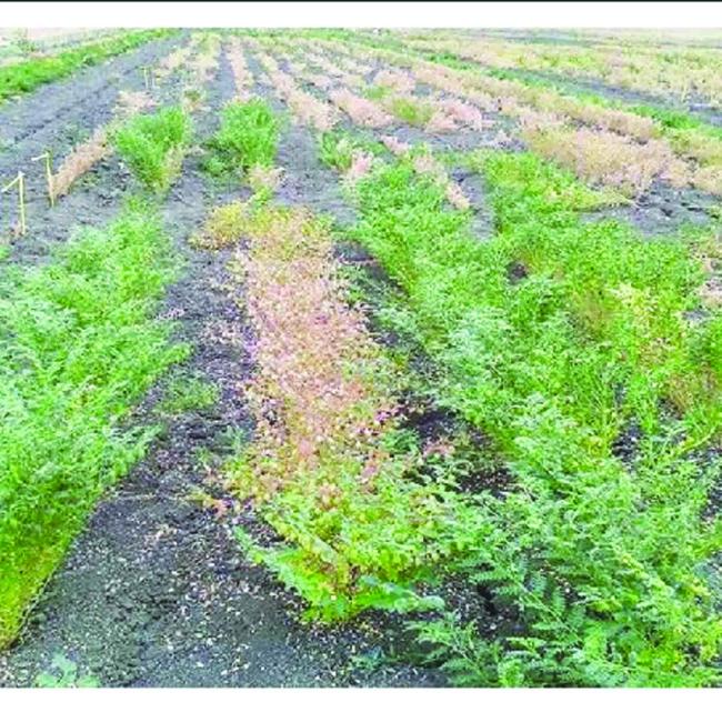 ಕಡಲೆ ಬೆಳೆಯಲ್ಲಿ ಸೊರಗು ರೋಗ ನಿರ್ವಹಣೆಗೆ ರೈತರು ಅನುಸರಿಸಬೇಕಾದ ಕ್ರಮಗಳು 