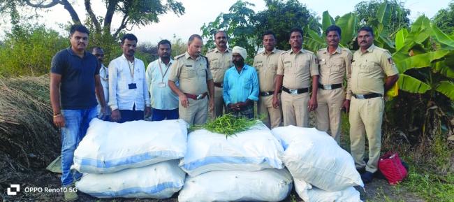 ಬಂಟನೂರ ಗ್ರಾಮದ ಹೊಲವಂದರಲ್ಲಿ ಗಾಂಜಾ ಬೆಳೆದಿದ್ದಾರೆ ಎನ್ನುವ ಖಚಿತ ಮಾಹಿತಿ ಮೇರೆಗೆ 