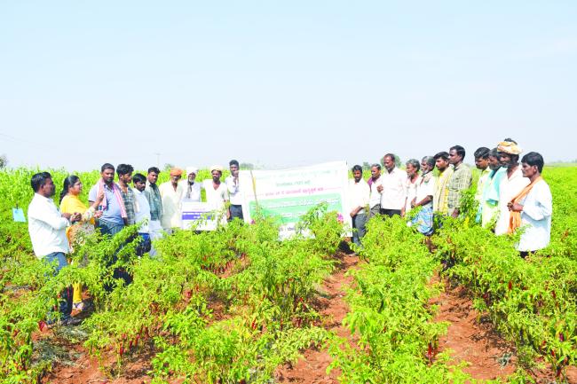 ಬ್ಯಾಡಗಿ ಮೆಣಸಿನಕಾಯಿ ಬೆಳೆಯ ಕ್ಷೇತ್ರೋತ್ಸವ 
