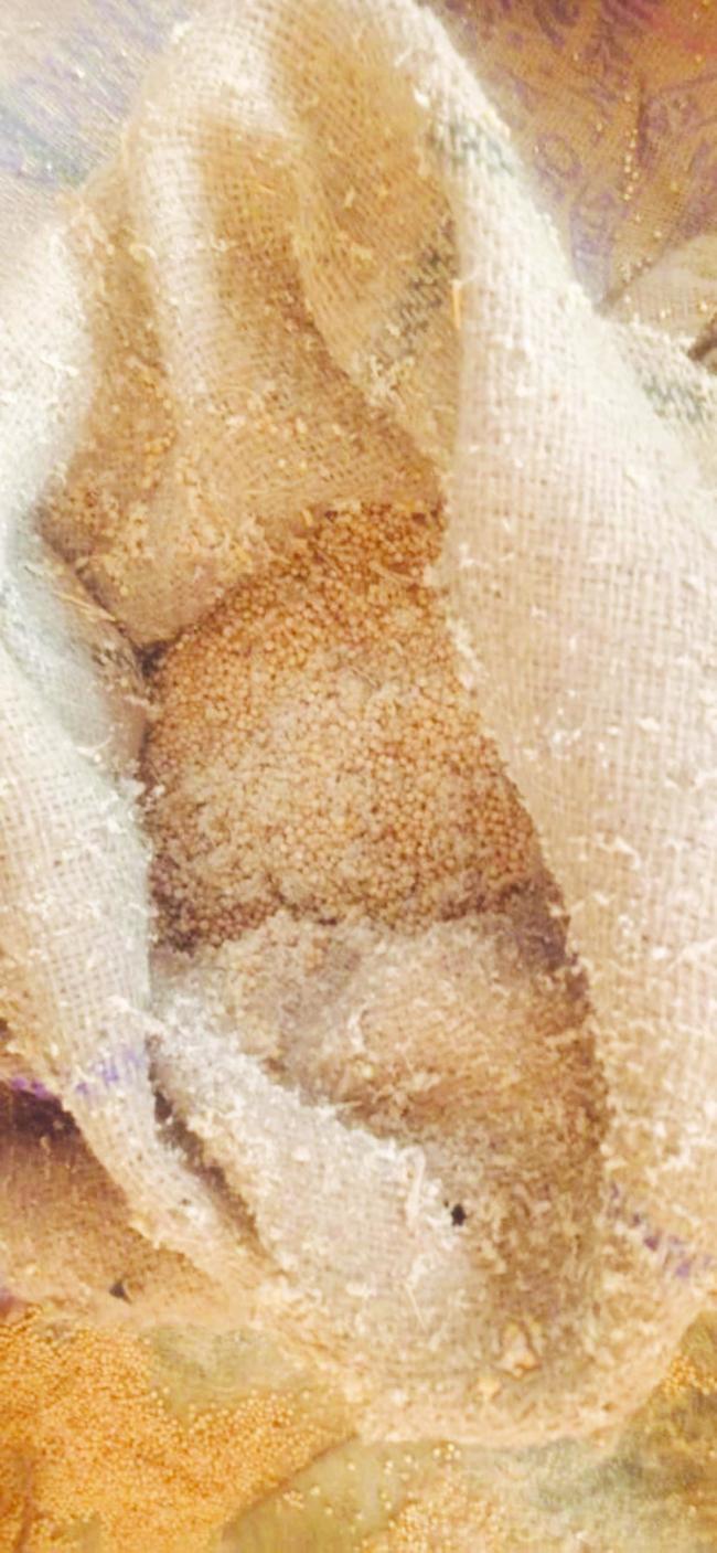 ಪಡಿತರದಲ್ಲಿ ತಿನ್ನಲು ಯೋಗ್ಯವಲ್ಲದ ನುಶಿ ಮತ್ತು ಹುಳ ಹತ್ತಿದ ಜೋಳ ಸರಬರಾಜು, ಅಧಿಕಾರಿಗಳ ಬೇಜವಾಬ್ದಾರಿನತ ತನಿಖೆಗೆ ಒತ್ತಾಯ: ಪಾಟೀಲ 