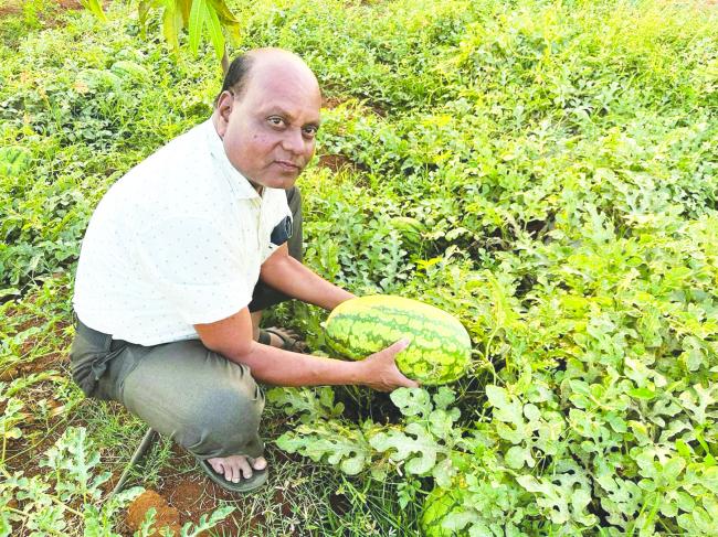 ಕಲ್ಲಂಗಡಿ ಬೆಳೆಯ ಸುಧಾರಿತ ಬೇಸಾಯ ಕ್ರಮಗಳ ಕುರಿತು ರೈತರಿಗೆ ಸಲಹೆಗಳು