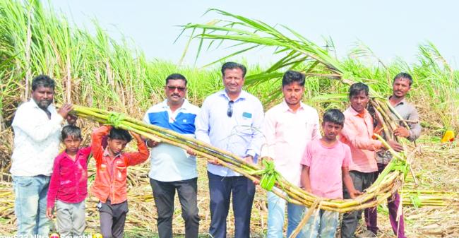 ಎಕರೆಗೆ 118 ಟನ್ ಕಬ್ಬು ಉತ್ಪಾದನೆ ಮಾಡಿದ ಕುರ್ಲಿಯ ಪ್ರಗತಿಪರ ರೈತ  