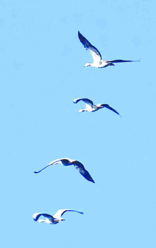 ಡಿ.29ರ ಭಾನುವಾರ ಬೆಳಿಗ್ಗೆ 8-45ರ ಸುಮಾರಿಗೆ 50ಕ್ಕೂ ಅಧಿಕ  ಪಟ್ಟೆ ತಲೆ ಹೆಬ್ಬಾತು ಪತ್ತೆ 