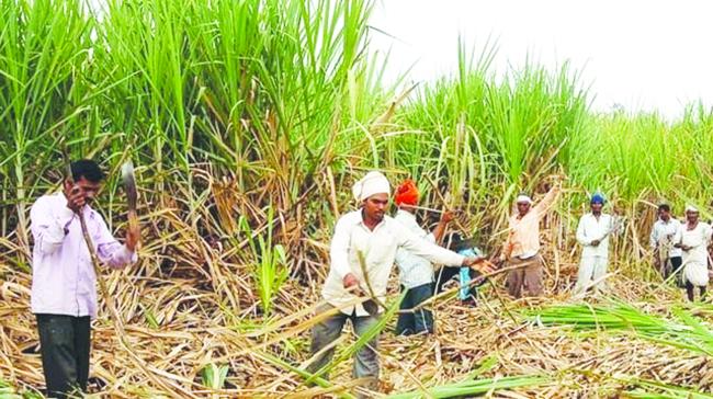 ಕಬ್ಬು ಬೆಳೆಗಾರರಿಗೆ ಕಬ್ಬು ಕಟಾವು ಚಿಂತೆ! 
