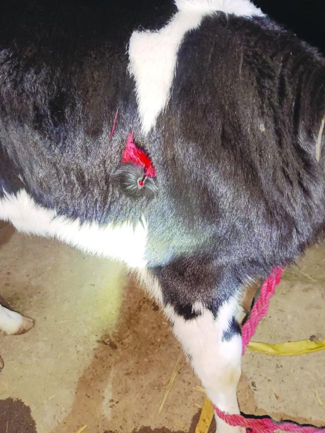 ತಾಲೂಕಿನ ಕುಂಚನೂರ ಗ್ರಾಮದಲ್ಲಿ ಹಸು, ಕರು,ನಾಯಿಗಳ ಮೇಲೆ ಚಿರತೆ ದಾಳಿ ಮಾಡಿದ್ದರಿಂದ ಗ್ರಾಮದಲ್ಲಿ ಭಯದ ವಾತಾವರಣ