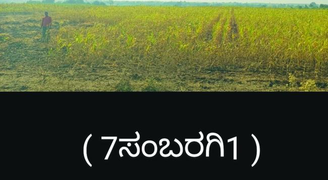ನೀರಿನ ಅಭಾವದಿಂದ ಹಿಂಗಾರಿ ಬೆಳೆಗೆ ಭಾರಿ ಈ ವರ್ಷವೂ ಈ ಬೆಳೆಗಳ ಇಳುವರಿಯಲ್ಲಿ ಮತ್ತಷ್ಟು ಕುಸಿತ