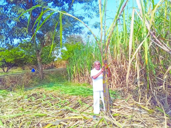 ಮಿಶ್ರ ಬೆಳೆಯ ಸಾವಯವ ಕೃಷಿಯಲ್ಲಿ ಖುಷಿ ಕಂಡ ನಿ. ಬ್ಯಾಂಕ ಅಧಿಕಾರಿ ಸುಹಾಸ್ ದೇಶಪಾಂಡೆ  