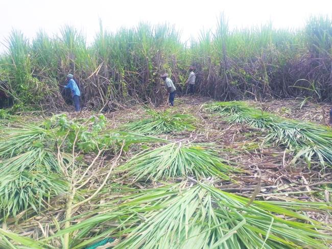 ದರದಲ್ಲಿ ಮೆಲುಗೈ ಸಾಧಿಸಿದ ಮಾಹಾರಾಷ್ಟ್ರದ ಸಕ್ಕರೆ ಕಾರಖಾನೆಗಳು 