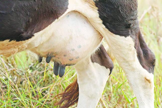 ಮಲಗಿದ್ದ ಮೂರು ಹಸುಗಳ ಕೆಚ್ಚಲು ಕೊಯ್ದ  ಕಿಡಿಗೇಡಿಗಳು 