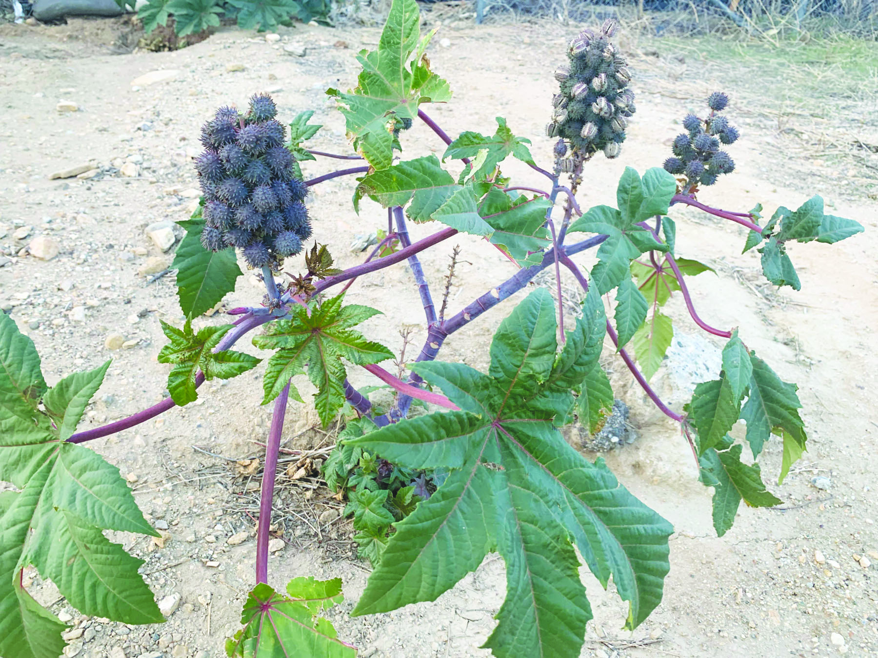 ವಿಷಯುಕ್ತ ಔಡಲಕಾಯಿ ಹಣ್ಣು ಸೇವಿಸಿ ಮಕ್ಕಳು ಅಸ್ವಸ್ಥ