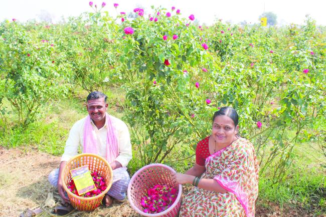 ಗುಲಾಬಿ ಹೂ ತೋಟ ನಿರ್ಮಾಣ ಮಾಡುವಲ್ಲಿ ಯಶಸ್ವಿಯಾದ ಅಗಡಿ ಗ್ರಾಮದ ರೈತ ನಾಗಪ್ಪ ಶಾ ಹೋಳಿಕಟ್ಟಿ