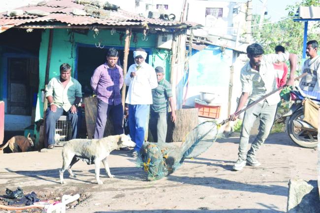   ಬೀದಿ ನಾಯಿಗಳ ಸಂತಾನ ಹರಣ ಚಿಕಿತ್ಸೆ ಹಾಗೂ ಆಂಟಿರೇಬಿಸ್ ವ್ಯಾಕ್ಸಿನೇಷನ್ ಕಾರ್ಯಕ್ರಮ