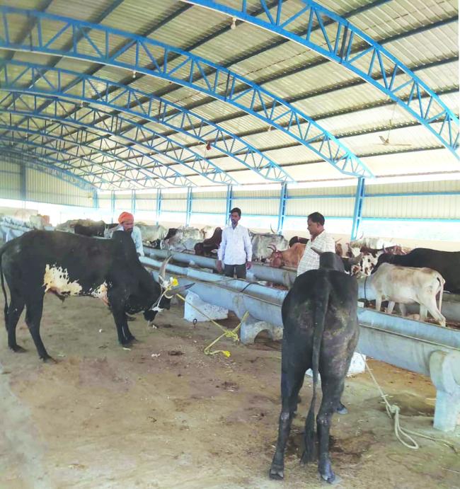 ಬೀದಿಬದಿ ದನಗಳನ್ನು ಗೋಶಾಲೆಗೆ ಸ್ಥಳಾಂತರ