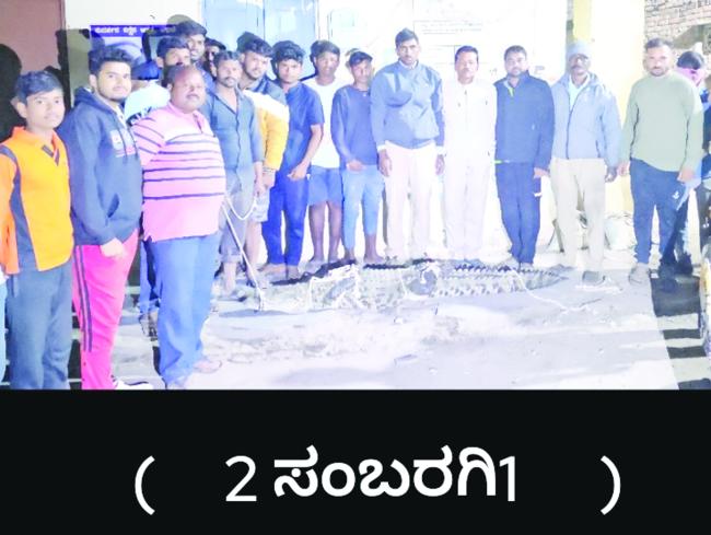 ದೈತ್ಯ ಗಾತ್ರದ ಮೊಸಳೆಯನ್ನು ಸೆರೆ ಹಿಡಿದ ಯುವಕರು 