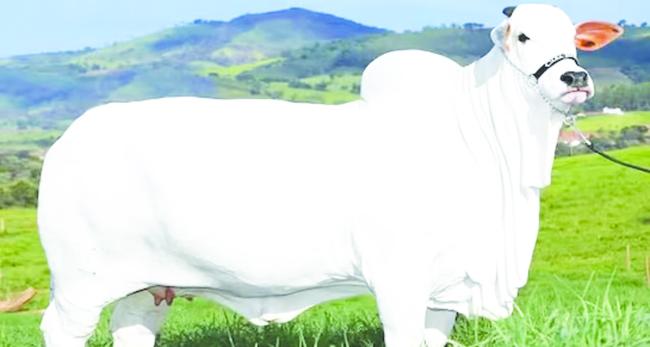 40 ಕೋಟಿ ರೂ.ಗೆ ಮಾರಾಟವಾದ ವಿಯಾಟಿನಾ-19  ಹಸು