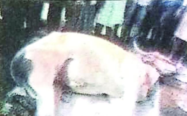 ಮೈಲಾರ ಜಾತ್ರೆಯಲ್ಲಿ ಎತ್ತು ಸಾವು