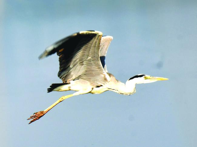 ಫೆ.14ರಂದು ಬೂದು ಕೊಕ್ಕರೆ   ಮಾಲತೇಶವರ ಕ್ಯಾಮೆರಾಕಣ್ಣಿಗೆ ಸೆರೆಯಾಗಿವೆ