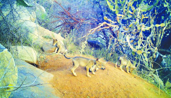 ಬಂಕಾಪುರಧಾಮದಲ್ಲಿ 5 ಮರಿಗಳಿಗೆ  ಜನ್ಮ ನೀಡಿದ ಮತ್ತೊಂದು ತೋಳ