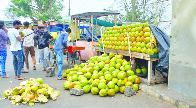 ಎಳನೀರು ದರ ಏರಿಕೆಗೆ ಗ್ರಾಹಕರು ಕಂಗಾಲು  ಅಷ್ಟಾದರೂ ನೈಸರ್ಗಿಕ ಪಾನೀಯಕ್ಕೆ ದುಂಬಾಲು
