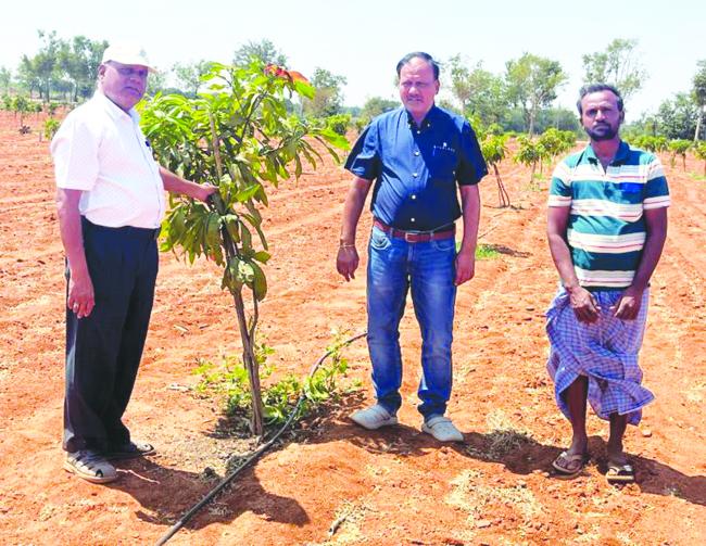 ಜಿಲ್ಲೆಯ ಮಾವು ಬೆಳೆಗಾರರಿಗೆ ಕೃಷಿ ವಿಸ್ತರಣಾ ಶಿಕ್ಷಣ ಕೇಂದ್ರದಿಂದ ಸಲಹೆ