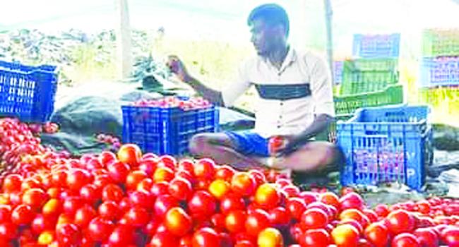 ಹೆಚ್ಚಿದ ಟೊಮೆಟೊ ಇಳುವರಿ: ಬೇಡಿಕೆ ಕುಸಿದು ರೈತರು ಕಂಗಾಲು  