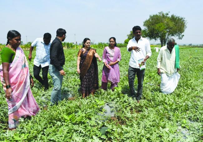 ಕಪ್ಪು ಮಣ್ಣಿನಲ್ಲಿ ಹಳದಿ ಕಲ್ಲಂಗಡಿ ಬೆಳೆದು ರೈತರ ಸಾಧನೆ;  ರೈತರು ಸುರಕ್ಷಿತರಾಗಿದ್ದರೆ ಕೃಷಿ ಇನ್ನಷ್ಟು ಸದೃಡ: ಜಿಲ್ಲಾಧಿಕಾರಿ ದಿವ್ಯ ಪ್ರಭು.  
