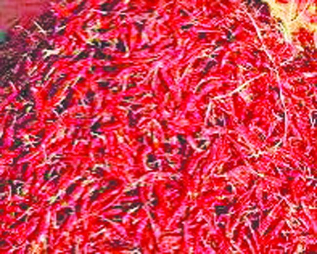 ಬ್ಯಾಡಗಿ ಹೆಚ್ಚಿದ ಮೆಣಸಿನ ಕಾಯಿ ಆವಕ 2.79 ಲಕ್ಷ ಮೆಣಸಿನ ಕಾಯಿ ಚೀಲ ಮಾರುಕಟ್ಟೆಗೆ, 