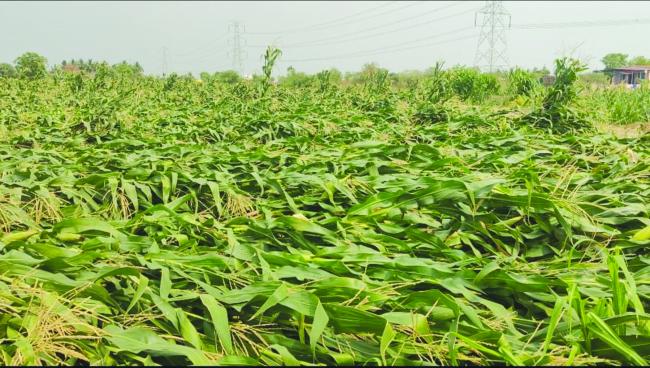 ರೈತರ ನೆರವಿಗೆ ನಿಂತು ನಷ್ಟವಾಗಿರುವ ಬೆಳೆಗಳಿಗೆ ಪರಿಹಾರವನ್ನು ನೀಡಬೇಕೆಂದು ಒತ್ತಾಯಿ