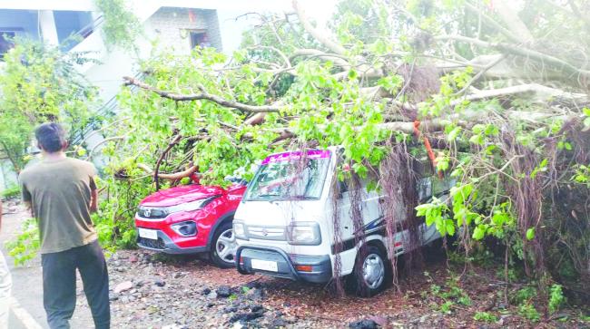 ಭಾರಿ ಮಳೆ:  ಧರೆಗುರುಳಿದ ಮರ, ಎರಡು ಕಾರು ಜಖಂ!