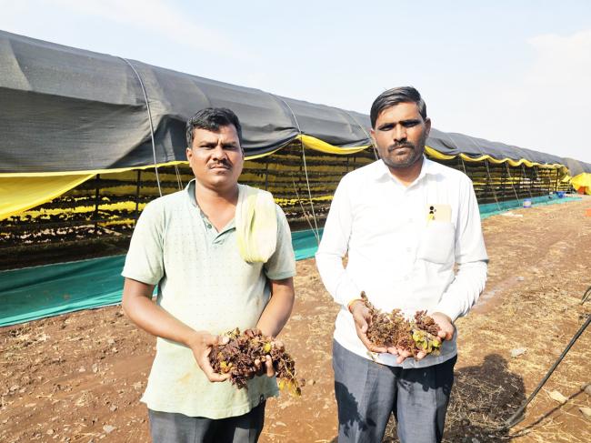 ಅಕಾಲಿಕ ಮಳೆ, ಬಿರುಗಾಳಿಗೆ ಅಥಣಿ ದ್ರಾಕ್ಷಿ ಬೆಳೆಗಾರ ಶಿವು ನಾಯಿಕರಿಗೆ ಕೋಟಿ ರೂ.ಗಳಷ್ಟು ನಷ್ಟ