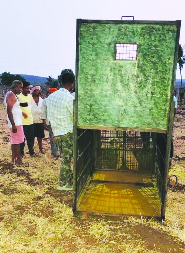 ಜಂಬಿಗಿ ಗ್ರಾಮದ ಬಳಿ ಚಿರತೆ ಪ್ರತ್ಯೆಕ್ಷ ಸೆರೆಗೆ ಅರಣ್ಯ ಅಧಿಕಾರಿಗಳು ಬೋನ್ ಅಳವಡಿಕೆ 