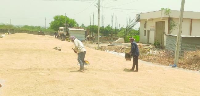 ತಾಲೂಕಿನಲ್ಲಿ ಸುರಿದ ಗಾಳಿ ಗುಡುಗು ಸಹಿತ ಮಳೆ : ರೈತರು ಕಂಗಾಲು : ಭತ್ತದ ರಾಶಿ ರಕ್ಷಣೆಗೆ ಹರಸಾಹಸ 