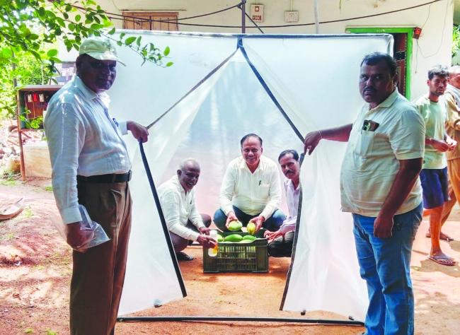 ಮಾವು ಹಣ್ಣು ಮಾಗಿಸುವ ನೂತನ ತಂತ್ರಜ್ಞಾನ : ರೈತರಿಗೆ ವರದಾನ