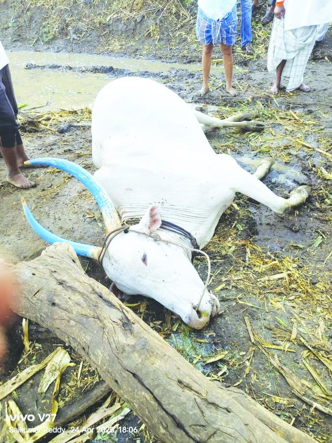 ಸಿಡಿಲಿಗೆ ಕುರಿಗಾಹಿ ಯುವಕ ಹಾಗೂ ಎತ್ತು ಸಾವು 