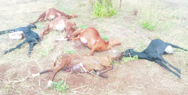 ಸಿಡಿಲು ಬಡಿದು 6ಕುರಿ ಸಾವು  