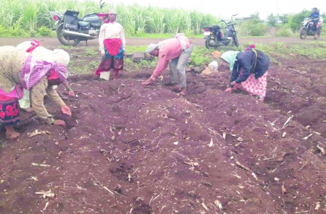 ಧಾರಾಕಾರವಾಗಿ ಸುರಿದ ಕೃತ್ತಿಕಾ: ಅನ್ನದಾತನ ಮೊಗದಲ್ಲಿ ಮಂದಹಾಸ    ಬಿರುಸುಗೊಂಡ ಕೃಷಿ ಚಟುವಟಿಕೆ*ಮುಂಗಾರು ಬೆಳೆ ಬೀಜ ಬಿತ್ತಲು ಸಿದ್ಧತೆ   ಸಂತೋಷ್ ಕುಮಾರ್ ಕಾಮತ್  