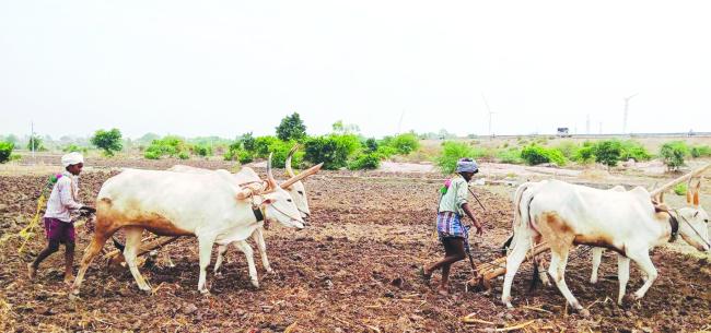 ಕೃಷಿ ಇಲಾಖೆಯಿಂದ ಬಿತ್ತನೆ ಬೀಜ ಪೂರೈಕೆಗೆ ಕ್ರಮ