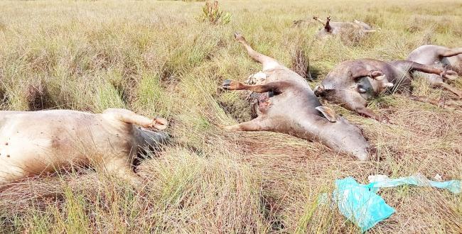 ವಿದ್ಯುತ್ ಸ್ಪರ್ಶ : 7 ಎಮ್ಮೆಗಳು ಸ್ಥಳದಲ್ಲೇ ಸಾವು 