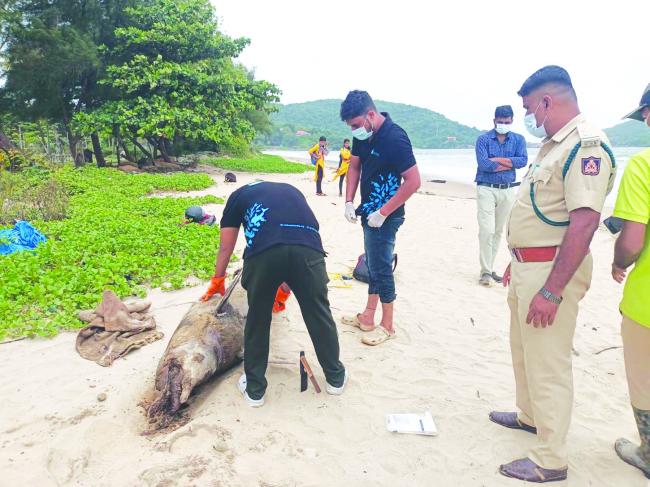 ನಗರದ ರವೀಂದ್ರನಾಥ ಟ್ಯಾಗೋರ್ ಕಡಲತೀರದಲ್ಲಿ ಡಾಲ್ಫಿನ್ ಕಳೆಬರ ಪತ್ತೆ 