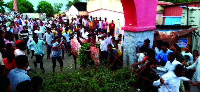 ಹೋರಿಗಳನ್ನು ಶೃಂಗರಿಸಿ ಓಡಿಸುವ ಮೂಲಕ ಕಾರ ಹುಣ್ಣಿಮೆ ಆಚರಣೆ