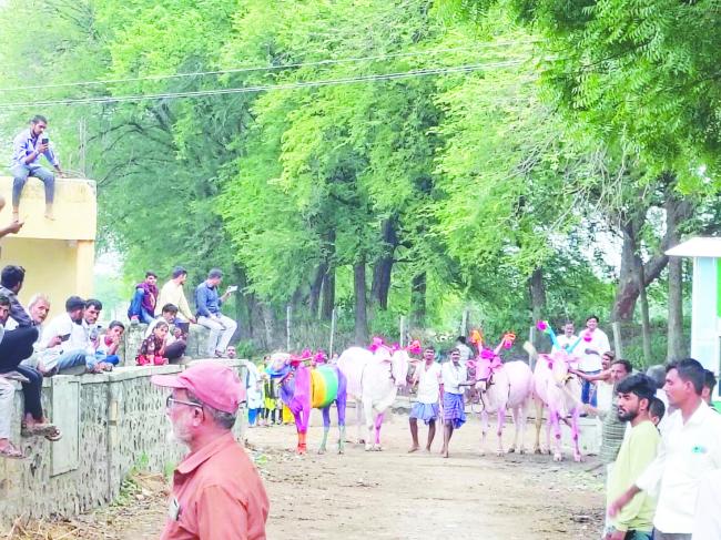 ರಾಮಪುರ ಗ್ರಾಮದಲ್ಲಿ ಕಾರಹುಣ್ಣಿಮೆಯ ಕರಿಹರಿಯುವ ಕಾರ್ಯಕ್ರಮ