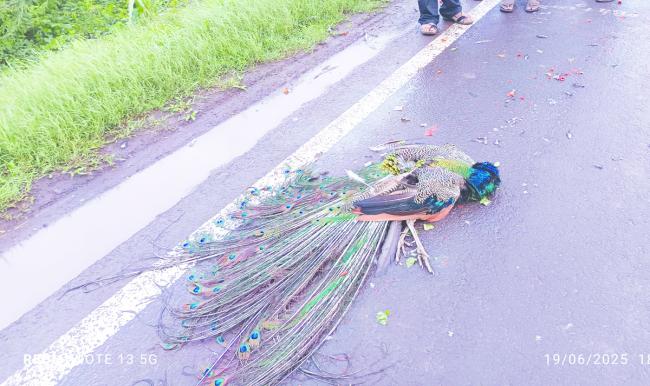 ಅಪರಿಚಿತ ವಾಹನ ಡಿಕ್ಕಿ : ನವಿಲು ಸಾವು 